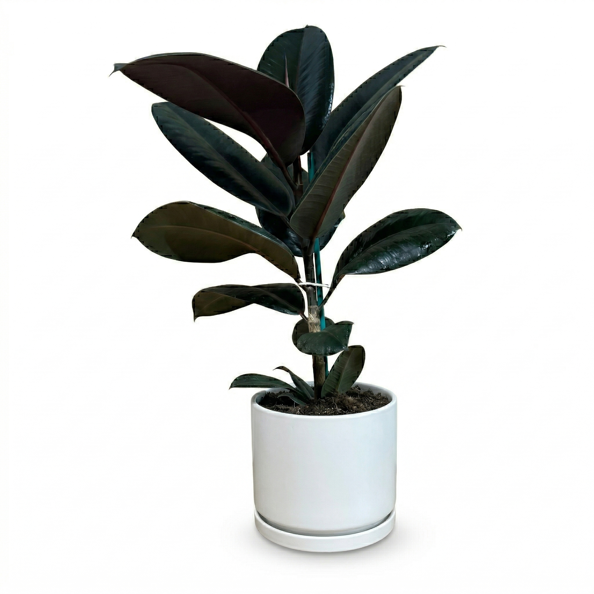 פיקוס גומי שחור