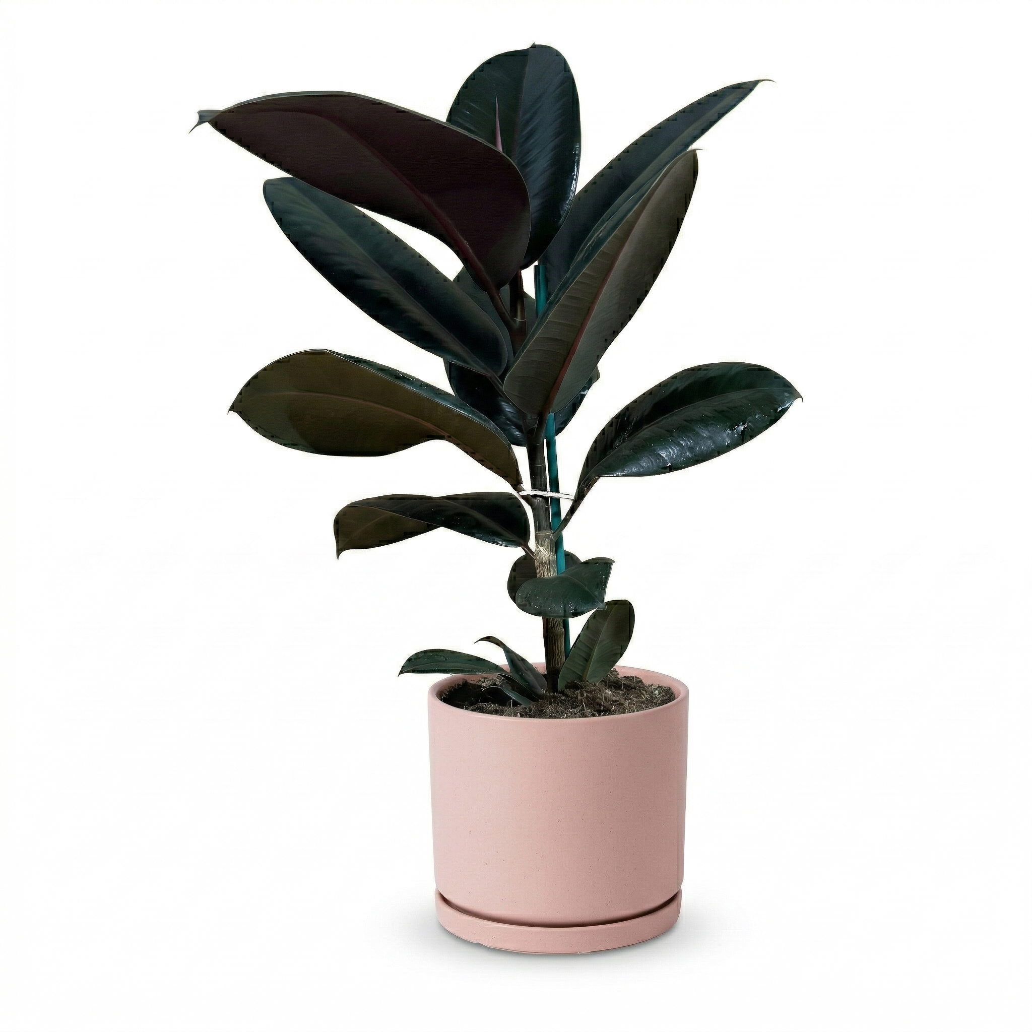 פיקוס גומי שחור