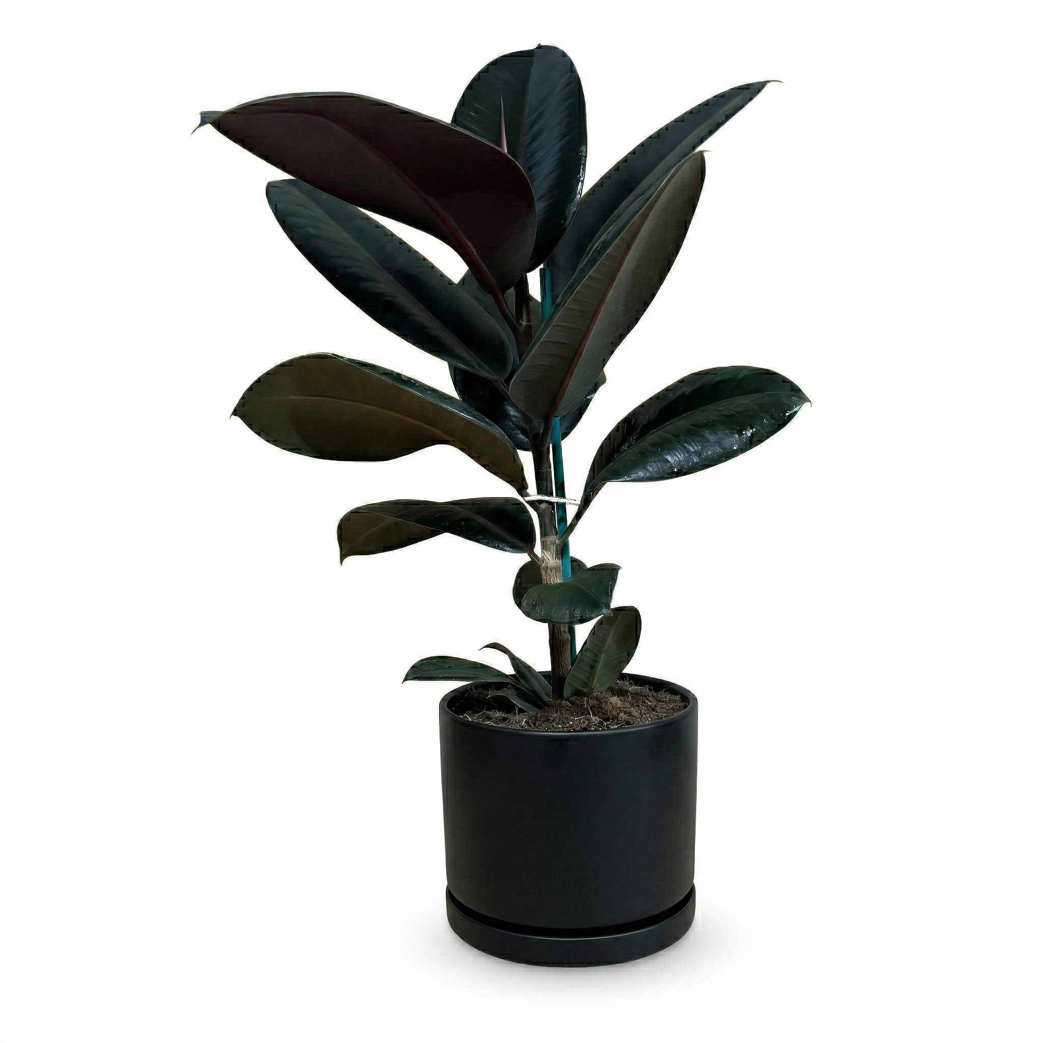 פיקוס גומי שחור