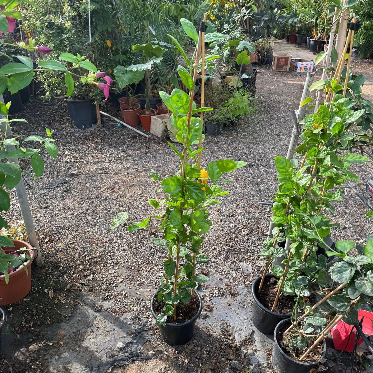צמח יסמין ערבי עם מקל שהוא מטפס עליו
