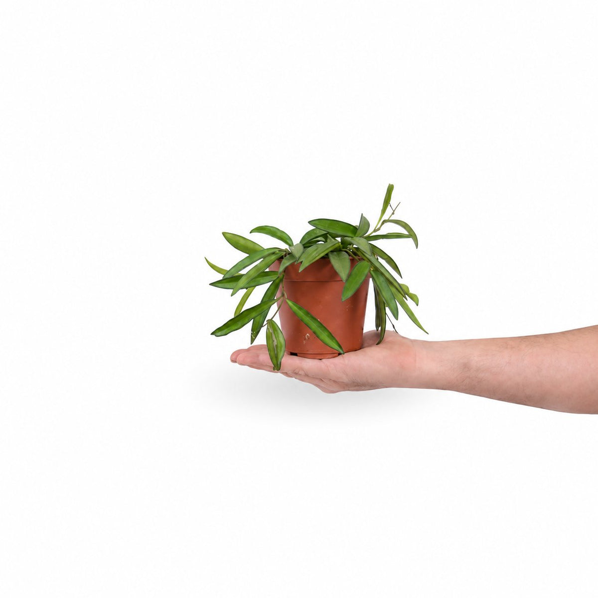 בת שבע וואיטי | Hoya Wayetii | hoya | plant on it | neta together plant | צמחי בית | משתלה אינטרנטית | משתלה אונליין