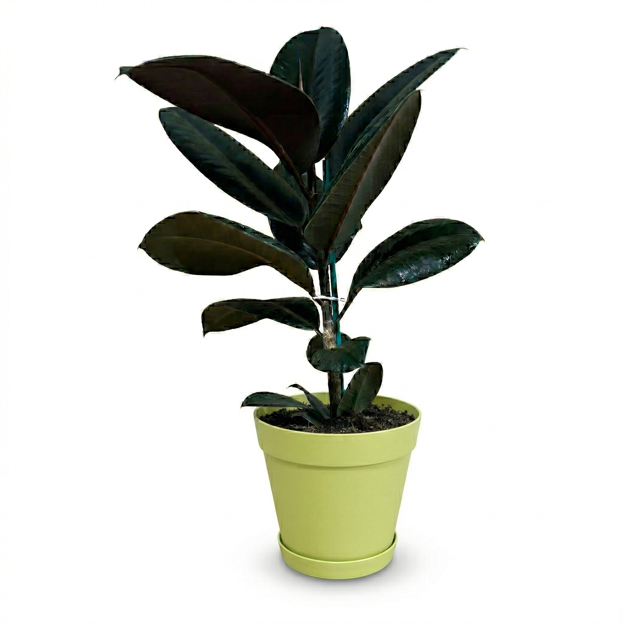 פיקוס גומי שחור