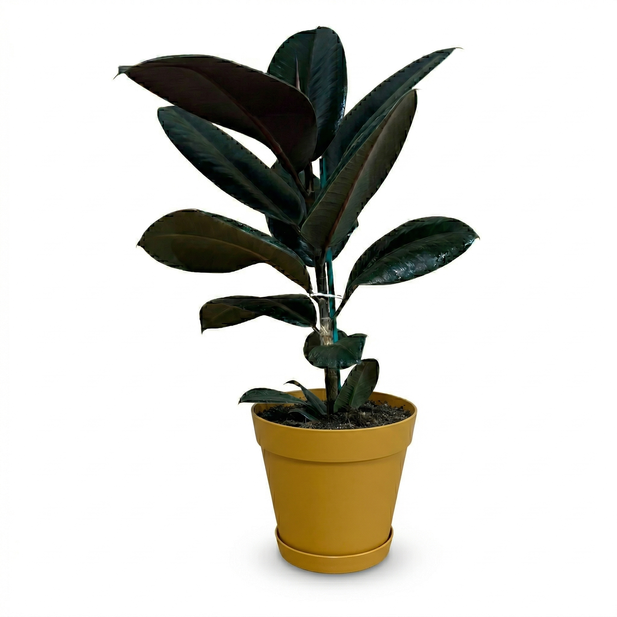 פיקוס גומי שחור