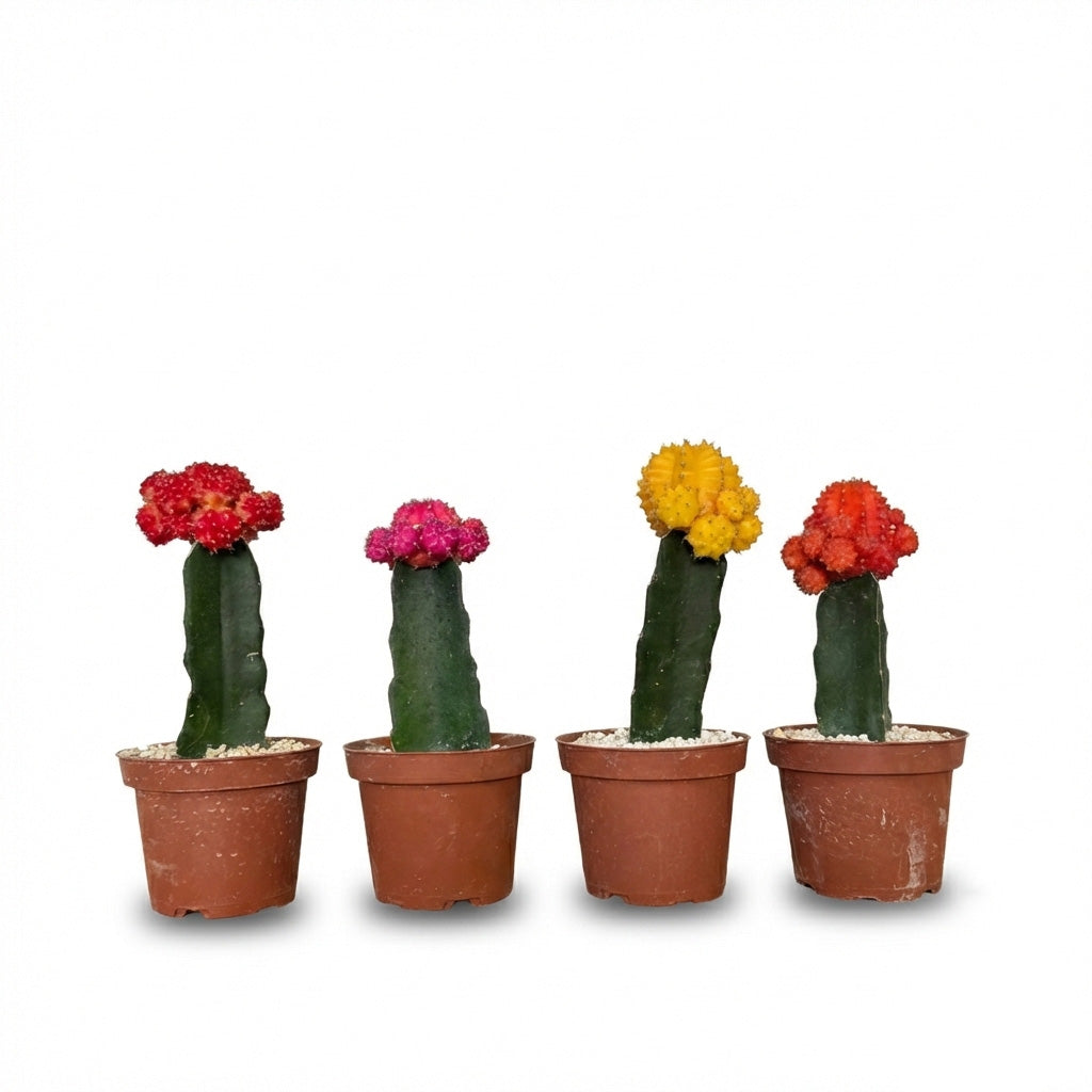 קקטוס מורכב