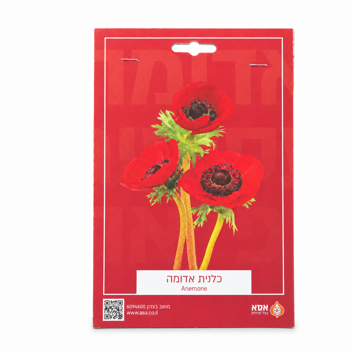 כלניות אדומות לשתילה – 10 פקעות — תמונת המוצר בשלמותו