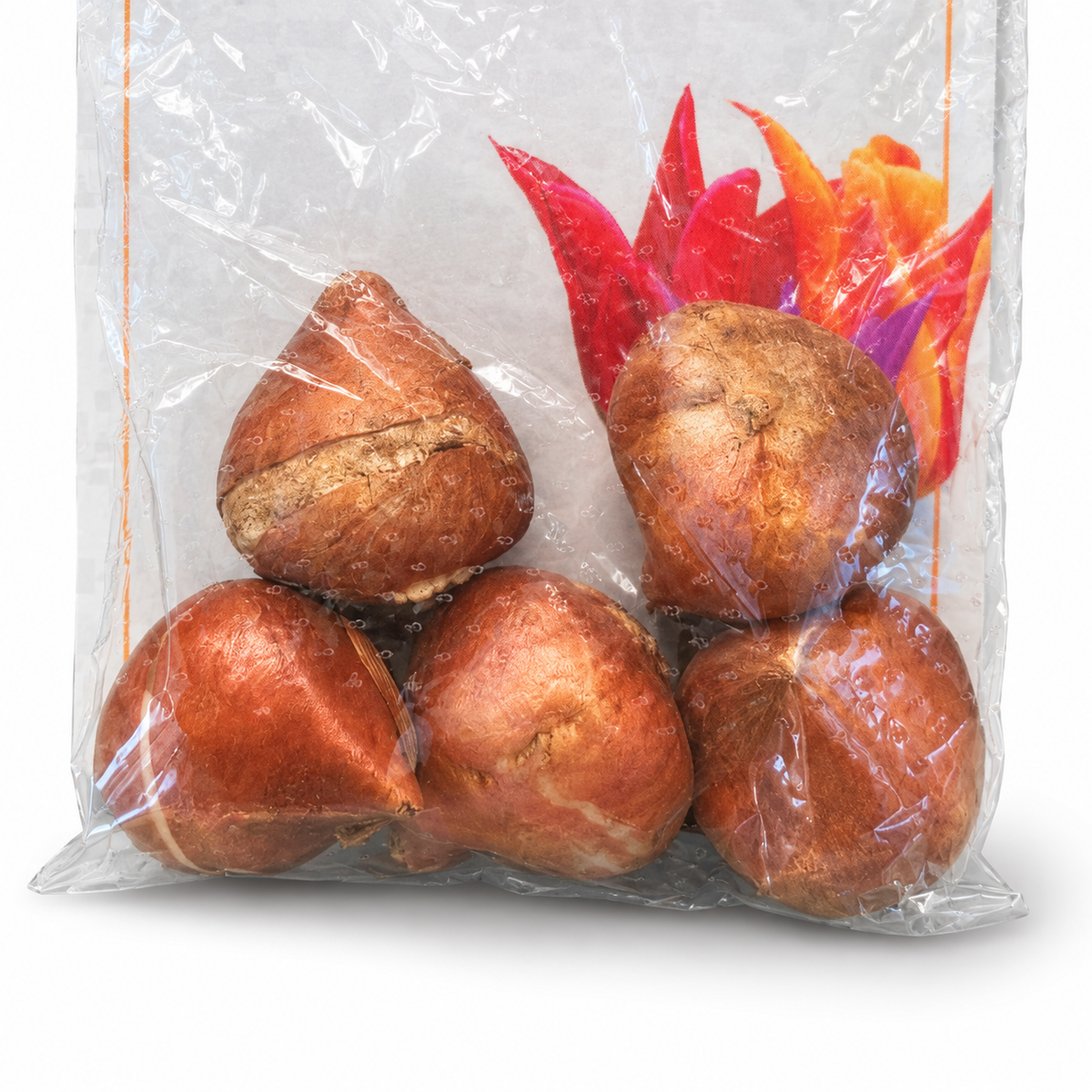 צבעוני לילי לשתילה – 6 בצלים — תקריב המוצר