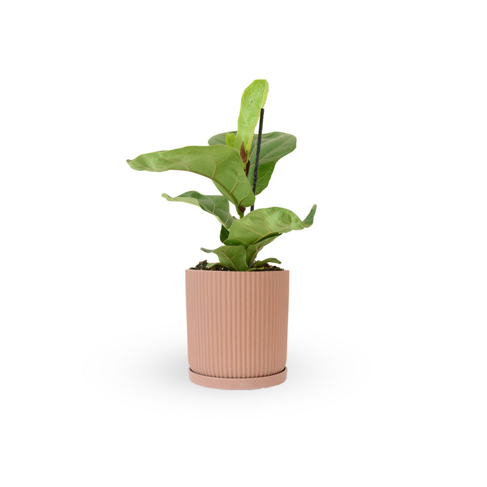 HOYA משלוחי צמחים | hoya משתלה און לין | מכירת צמחים | Fiddle-Leaf Fig Bambino קנית פיקוס כינורי | רכישת פיקוס כינורי | | משתלה במרכז | משתלה דיגיטלית שלך | משלוח צמחים | הזמנת צמחים | משתלה אונליין משתלה אינטרנטית | צמחי בית | עד הבית | פריחת הצמח | משלוח צמחי בית | משתלה עד הבית |