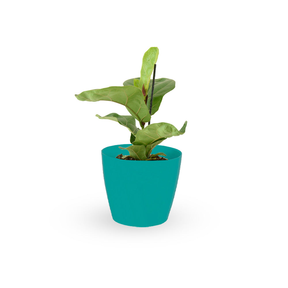 HOYA משלוחי צמחים | hoya משתלה און לין | מכירת צמחים | Fiddle-Leaf Fig Bambino קנית פיקוס כינורי | רכישת פיקוס כינורי | | משתלה במרכז | משתלה דיגיטלית שלך | משלוח צמחים | הזמנת צמחים | משתלה אונליין משתלה אינטרנטית | צמחי בית | עד הבית | פריחת הצמח | משלוח צמחי בית | משתלה עד הבית |