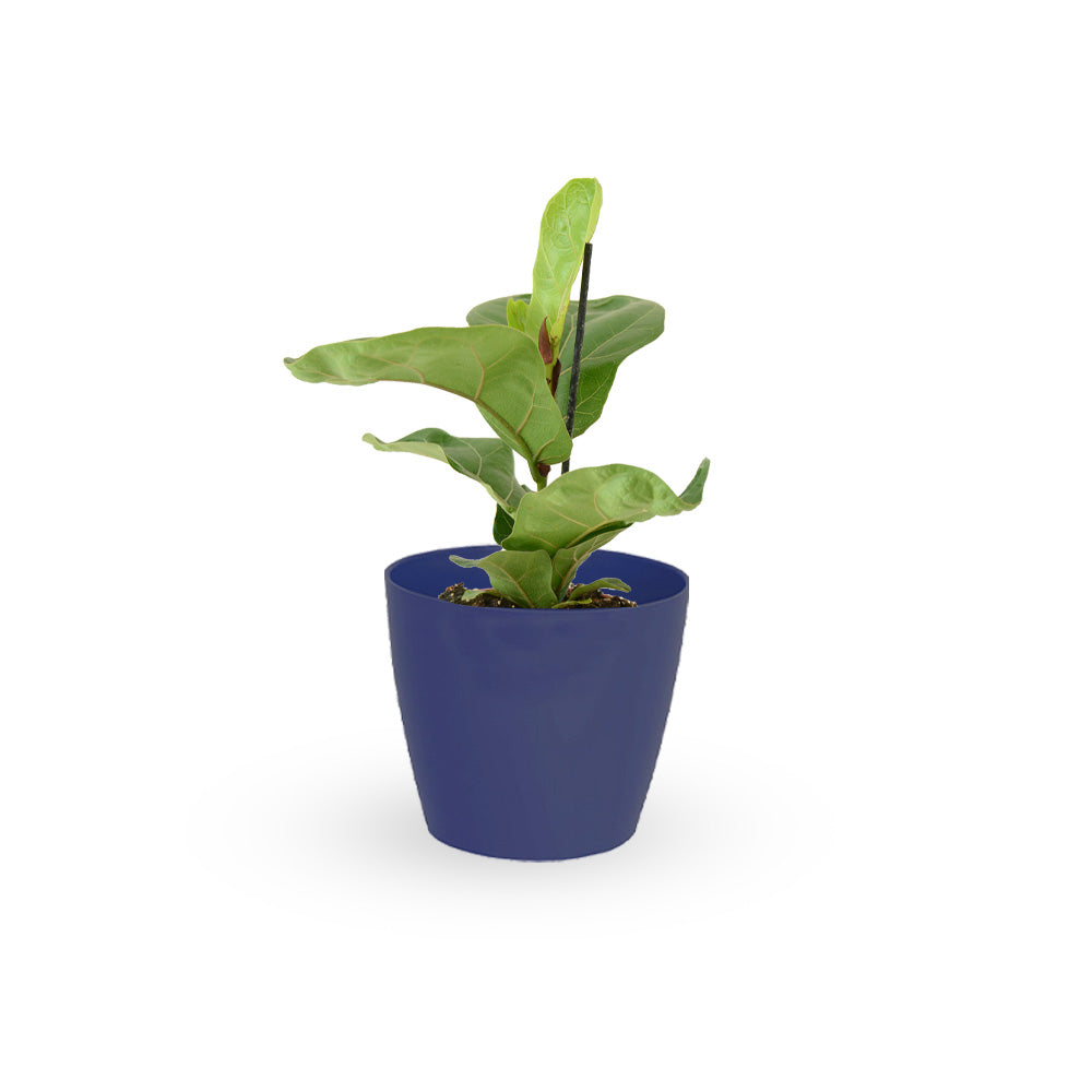 HOYA משלוחי צמחים | hoya משתלה און לין | מכירת צמחים | Fiddle-Leaf Fig Bambino קנית פיקוס כינורי | רכישת פיקוס כינורי | | משתלה במרכז | משתלה דיגיטלית שלך | משלוח צמחים | הזמנת צמחים | משתלה אונליין משתלה אינטרנטית | צמחי בית | עד הבית | פריחת הצמח | משלוח צמחי בית | משתלה עד הבית |