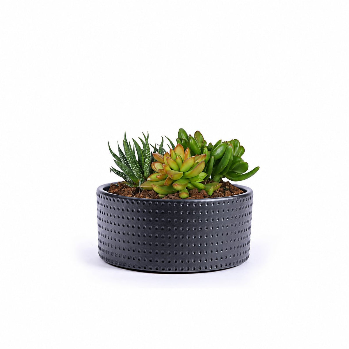 קערה מנוקדת | L
