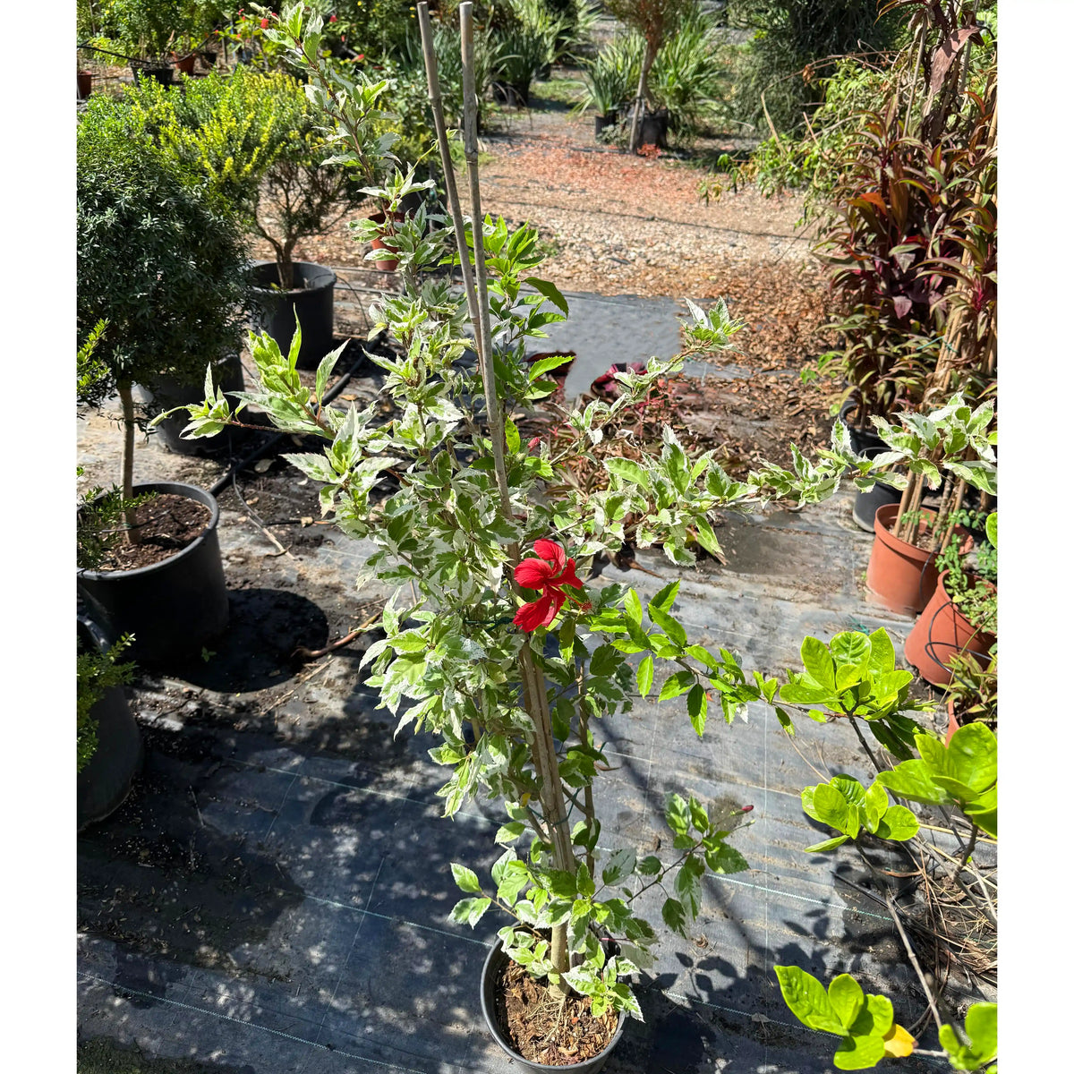 צמח היביסקוס מגוון עם פרח אדום גדול ברקע של משתלה