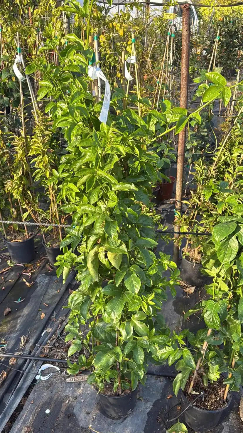 צמח מטפס פסיפלורה עם מלא עלים ירוקים