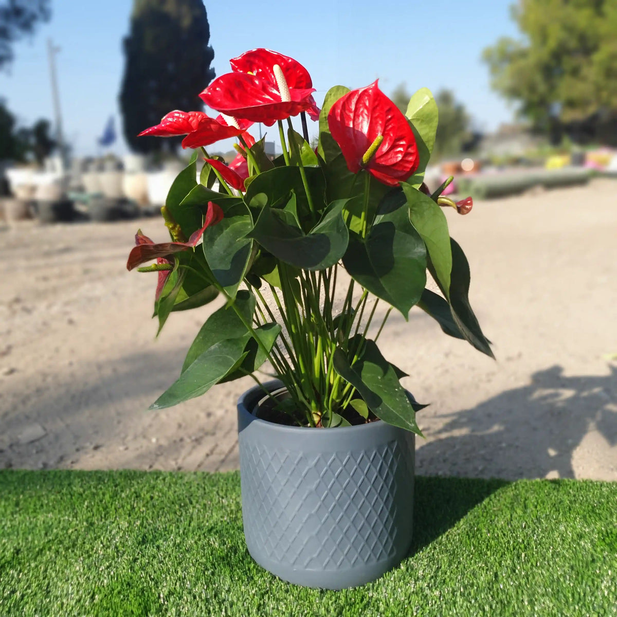 כד אפור עם פסים וצמח אנטוריום