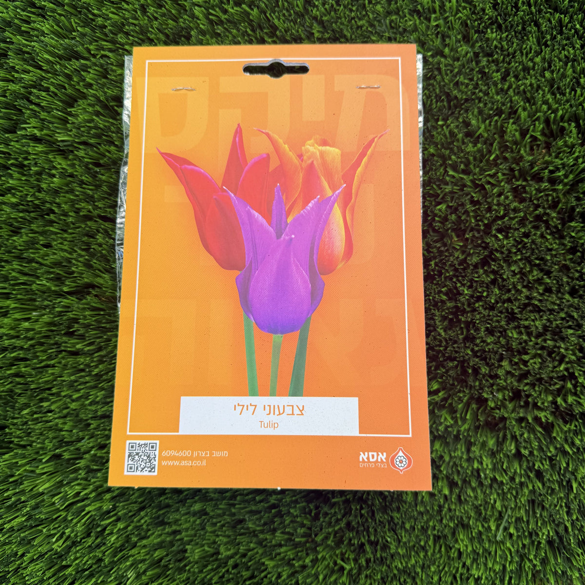 צבעוני לילי – מארז 6 בצלים לשתילה של אסא, חזית האריזה