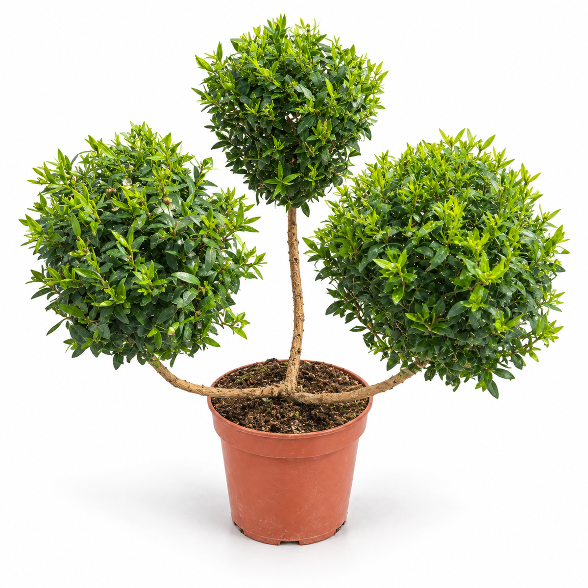 הדס מעוצב שלושה פונפונים בעציץ משתלה חום קוטר 12 ס״מ, צילום סטודיו על רקע לבן