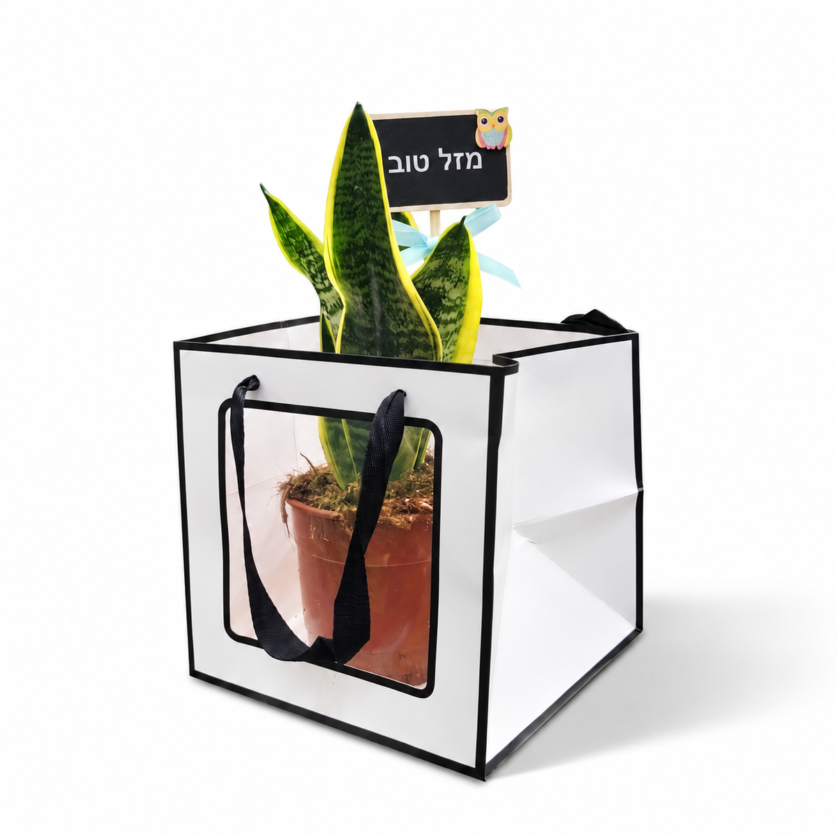 סנסבריה במארז מתנה מזל טוב - צילום מוצר מלא על רקע לבן