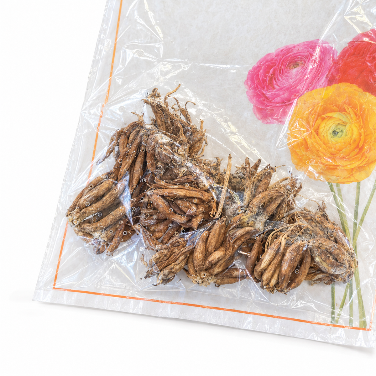 נוריות תערובת לשתילה – 10 פקעות – תקריב על רקע לבן