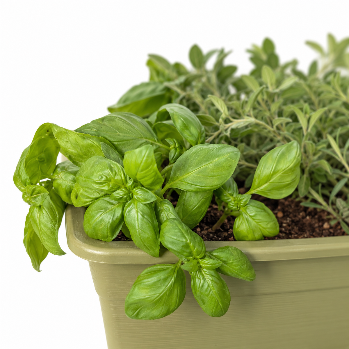 ערכת אדנית תבלינים מוכנה לשתילה – תקריב על רקע לבן