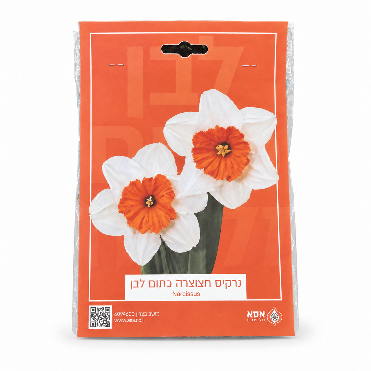 נרקיס חצוצרה כתום לבן לשתילה – 5 בצלים – סטודיו על רקע לבן