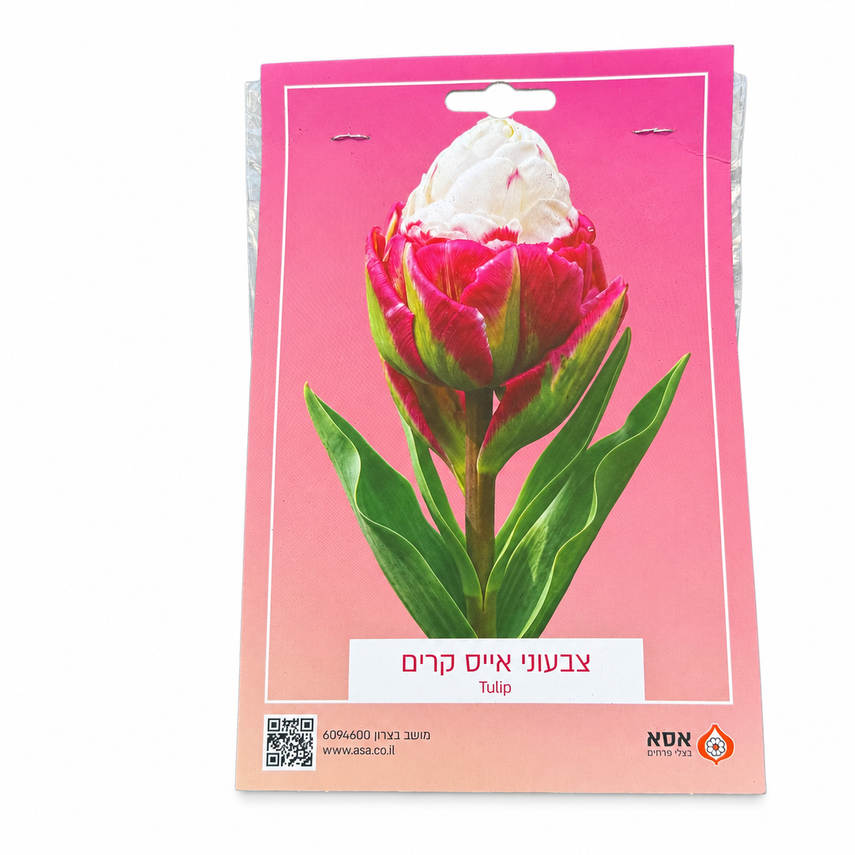צבעוני אייס קרים לשתילה – 5 בצלים – סטודיו על רקע לבן