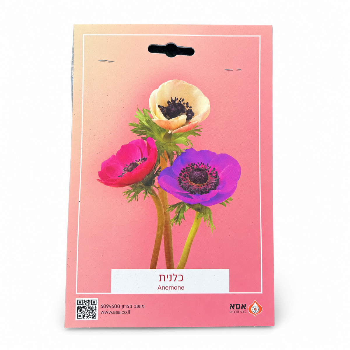 כלניות תערובת לשתילה – 10 פקעות – סטודיו על רקע לבן
