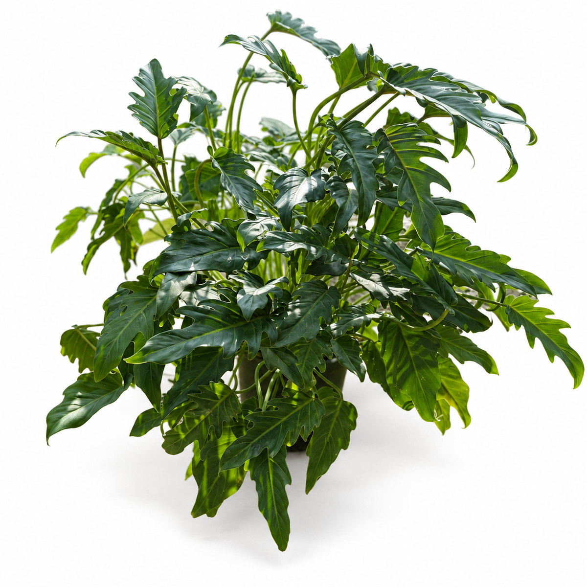 פילודנדרון קסנדו בעציץ 10 ליטר רב שנתי לבית ולגינה – סטודיו על רקע לבן