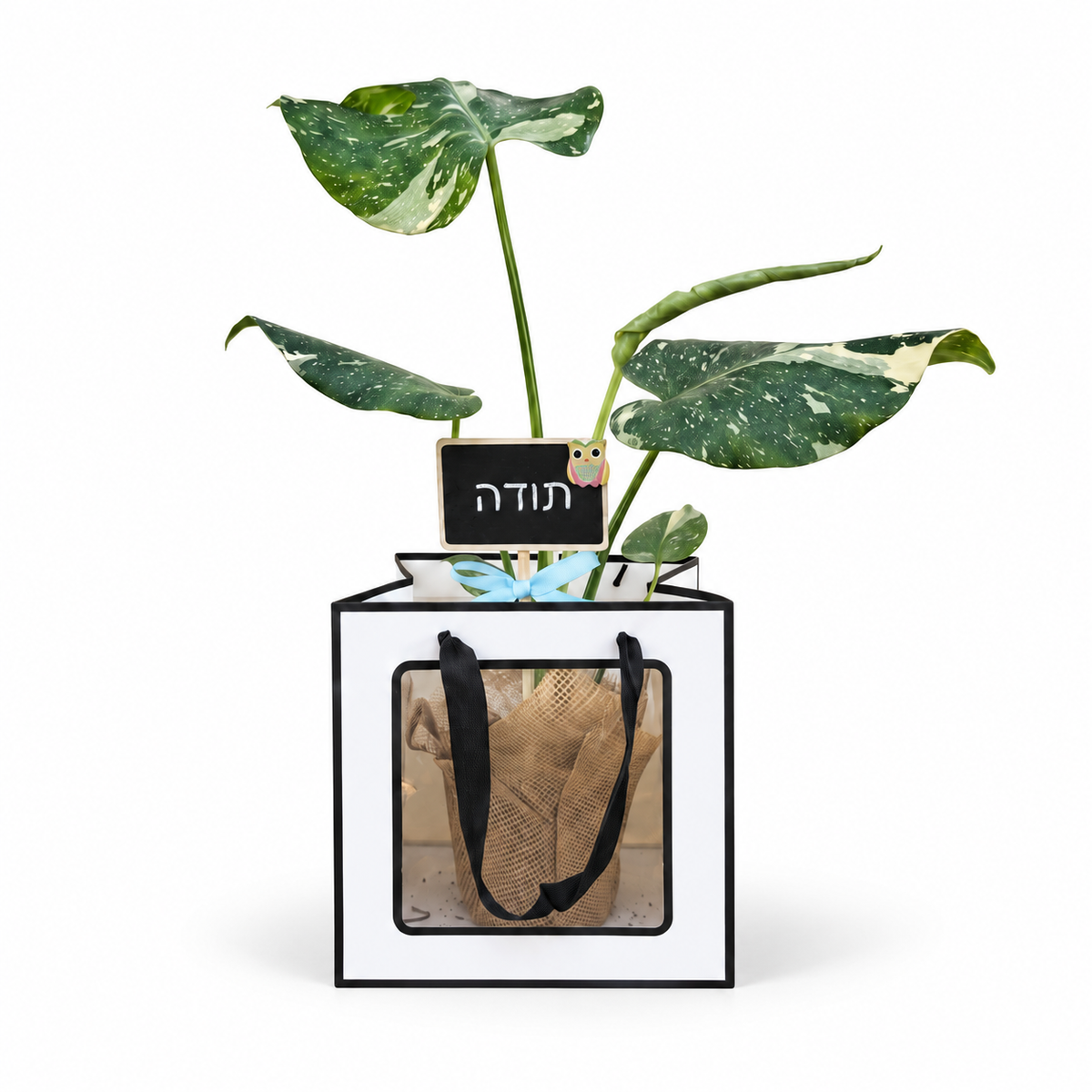 מונסטרה תאי וריאגטה במארז מתנה עם שלט תודה, צילום סטודיו מלא על רקע לבן