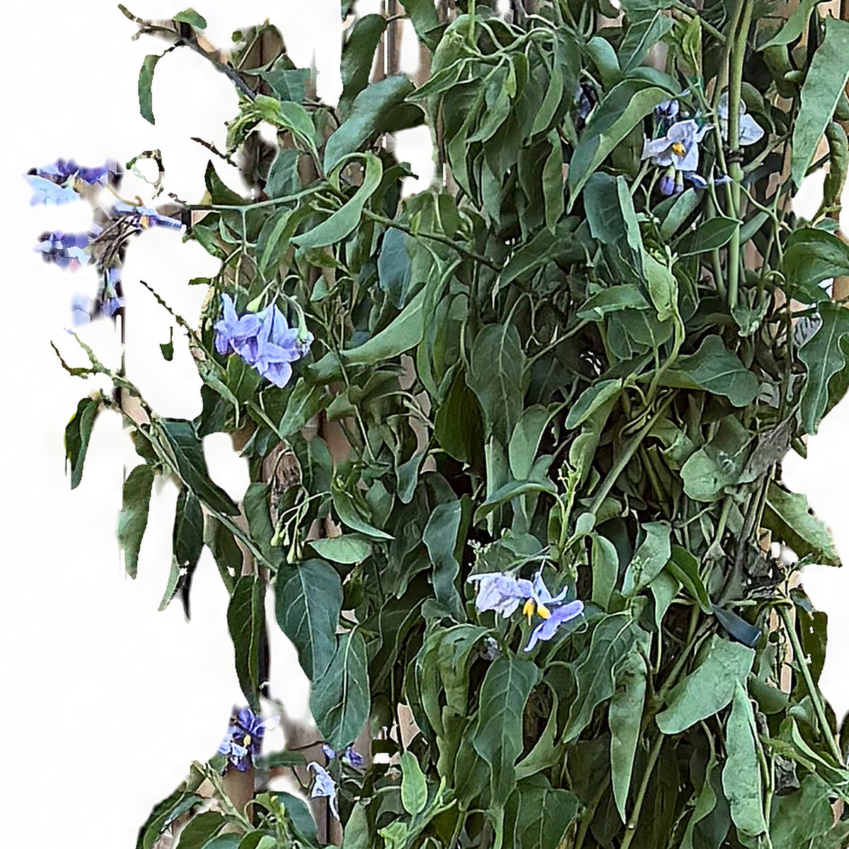 תקריב פרחי תכלת ועלים של סולנום יסמיני על רקע לבן