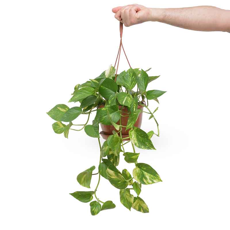  HOYA משלוחי צמחים- פוטוס מוזהב | Golden Pothos HOYA- צמחי בית  משתלה אינטרנטית | צמחי בית | עד הבית | פריחת הצמח | משלוח צמחי בית | משתלה עד הבית | 