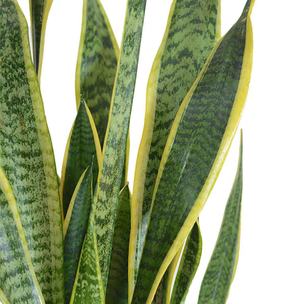     12345333333333336  1000 × 1000px  סנסיווריה | Sansevieria | snake plant HOYA | משתלה אינטרנטית | צמחי בית