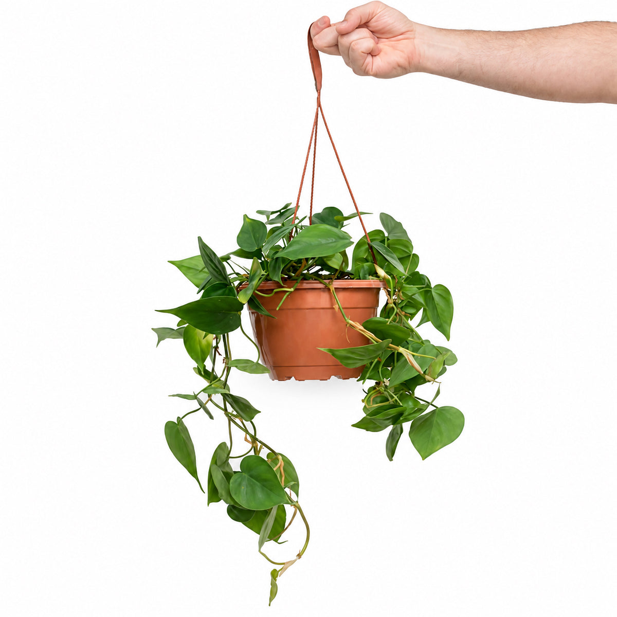  HOYA משלוחי צמחים- פילודנדרון סקנדנס | Philodendron Scandens  משתלה אינטרנטית | צמחי בית | עד הבית | פריחת הצמח | משלוח צמחי בית | משתלה עד הבית | 
