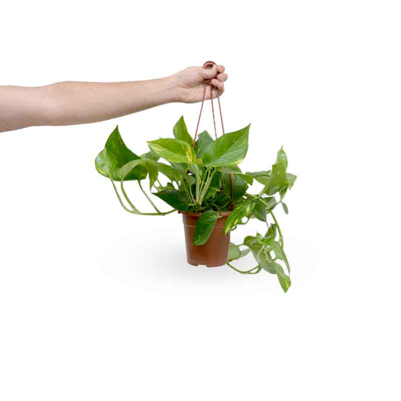  HOYA משלוחי צמחים- פוטוס מוזהב | Golden Pothos HOYA- צמחי בית  משתלה אינטרנטית | צמחי בית | עד הבית | פריחת הצמח | משלוח צמחי בית | משתלה עד הבית | 