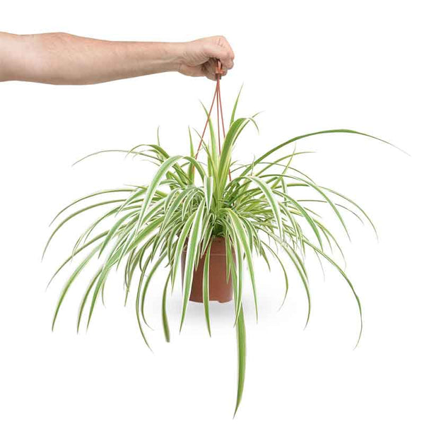 spider plant | Chlorophytum comosum | ירקה | משתלה אינטרנטית | הויה hoya