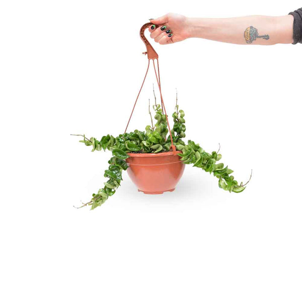 בת שבע קרנוסה קומפקטה- טיפול וייחור הצמח | Hoya Carnosa Compacta | משלוח צמחים