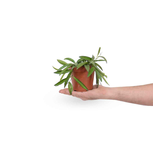 בת שבע וואיטי | Hoya Wayetii | hoya | plant on it | neta together plant | צמחי בית | משתלה אינטרנטית | משתלה אונליין