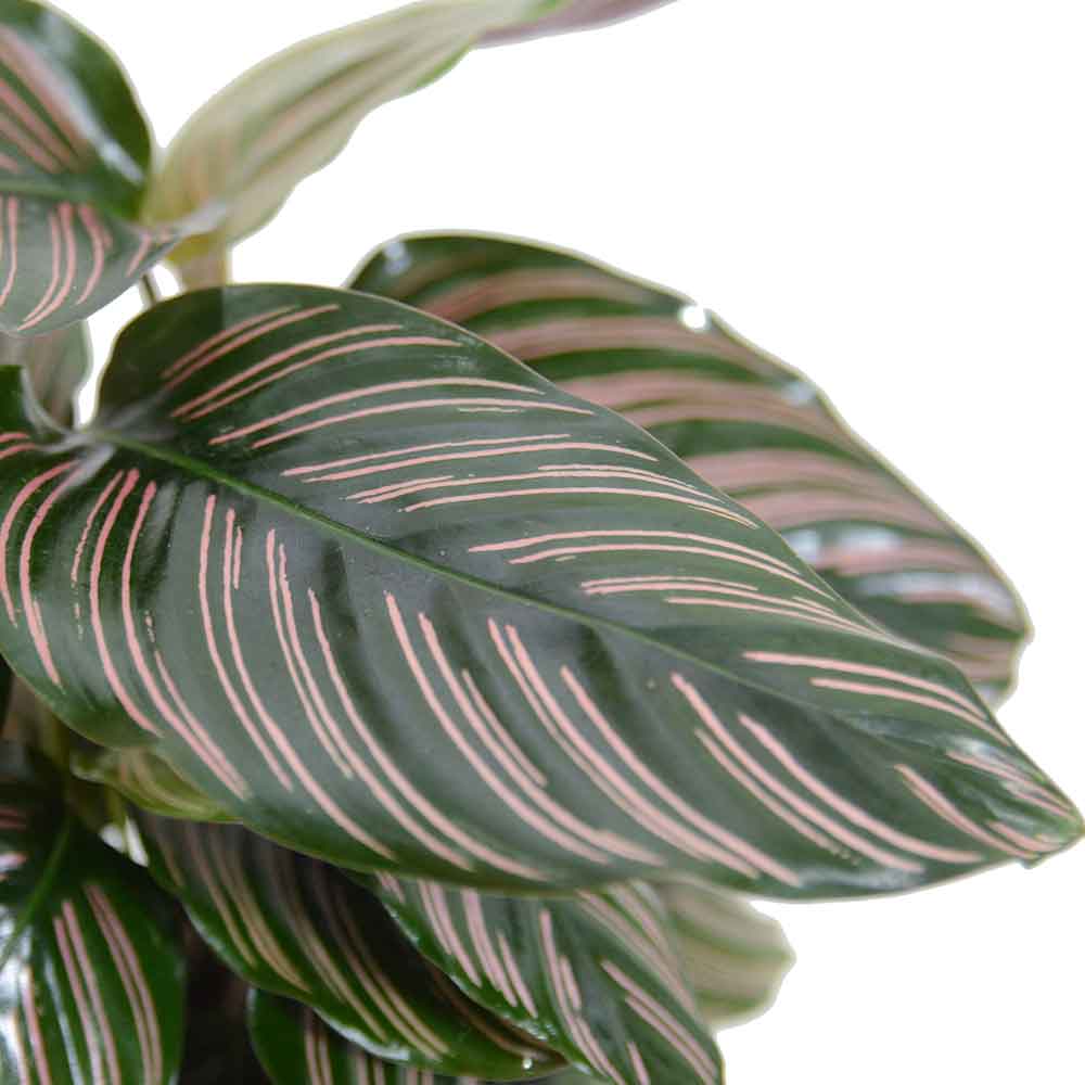 HOYA משלוחי צמחים- קלתאה אורנטה- הויהcalathea ornata | קניית צמחים | משתלה אונלין | קלתאה אורנטה | משלוחי צמחים