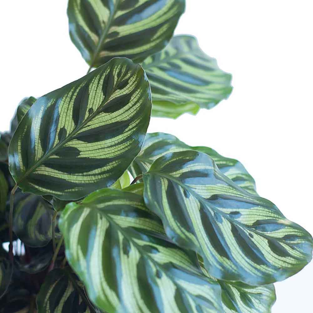 HOYA משלוחי צמחים- קלתאה מקוינה- הויהcalathea ornata | קניית צמחים | משתלה אונלין | קלתאה אורנטה | משלוחי צמחים | calathea makoyana