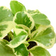 Sticky Image