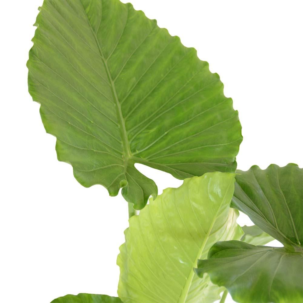 אלוקסיה קלידורה | אוזן פיל | Alocasia Calidora | צמחי בית עד הבית | PLANT IT | NETA PLANTS