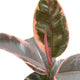 Sticky Image