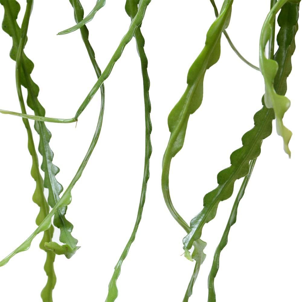 אפיפיליום זיג זג | FISHBONE CACTUS | hoya | plant it | neta plant | צמחי בית | משתלה אינטרנטית | משתלה אונליין