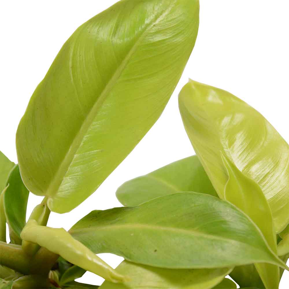  פילודנדרון מונלייט | Philodendron Moonlight | HOYA | ho-ya | משתלה אינטרנטית | צמחי בית | עד הבית | פריחת הצמח | משלוח צמחי בית | משתלה עד הבית | plant on it | let neta your plants