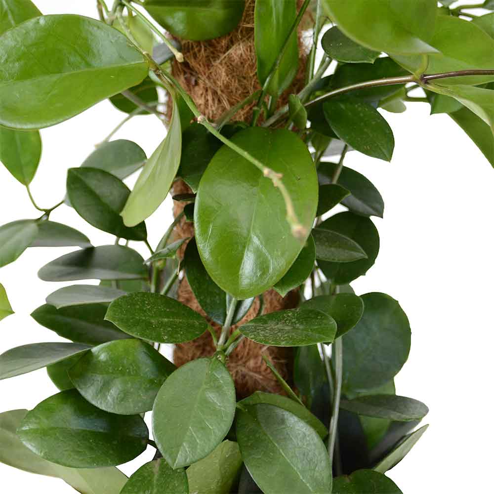 Hoya Australis| הויה אוסטרליס | hoya | plant on it | neta together plant | צמחי בית | משתלה אינטרנטית | משתלה אונליין