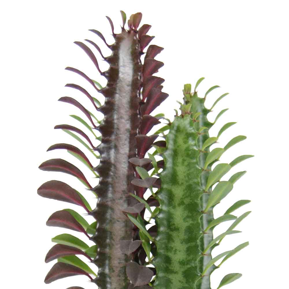 חלבלוב רוברה | Euphorbia Trigona Rubra
