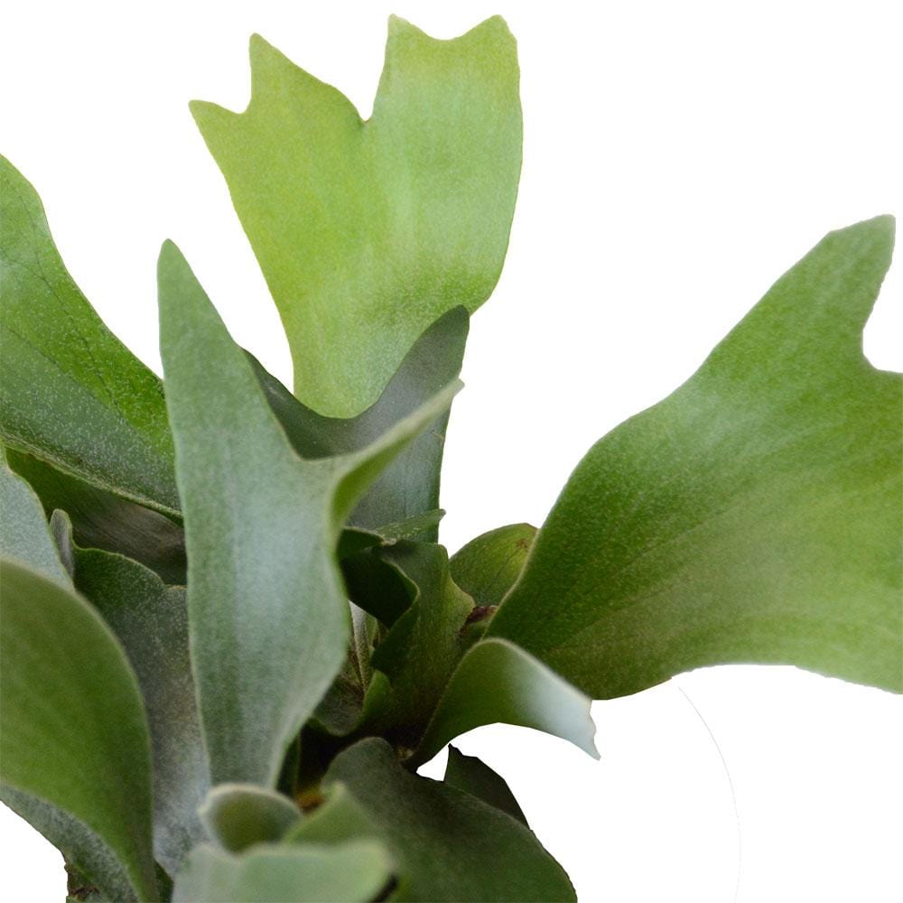 Staghorn Fern | קרן אייל | שרך קרן אייל| משלוח צמח קרן אייל| הויה צמחי בית