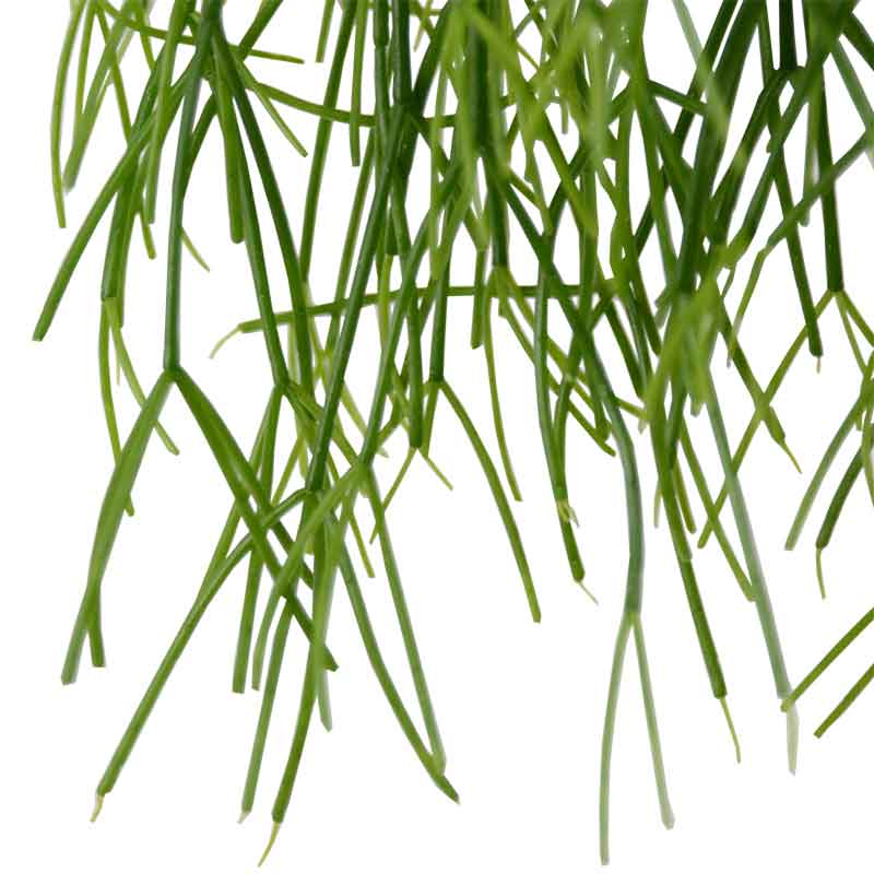 rhipsalis plant | ריפסליס | משתלה אונליין | הויה צמחי בית עד הבית | משתלה אינטרנית