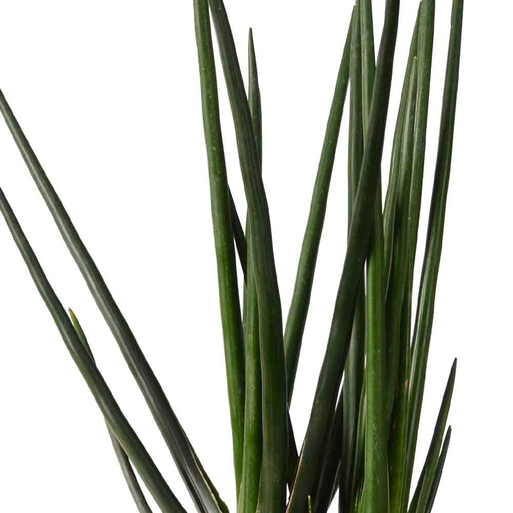  | סנסיווריה גלילית | סנסיוריה גלילית | sansevieria cylindrica | משתלה צמחי בית מטהרי אויר | משלוח צמחי בית | מ