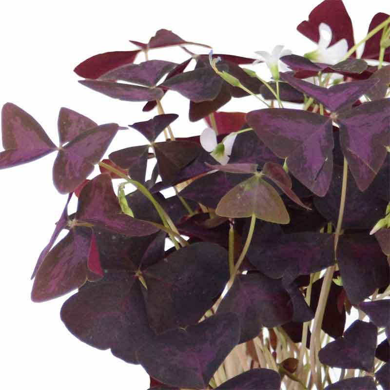 Oxalis triangularis / false | חמציץ | חמציץ משולש | חמציץ סגול | משתלה אינטרנטית | משלוח צמחים