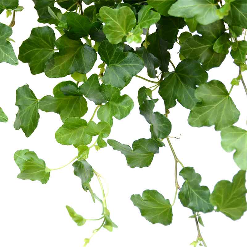 הויה צמחי בית | צמחי בית עד הבית | ivy | GREEN IVY | משתלה