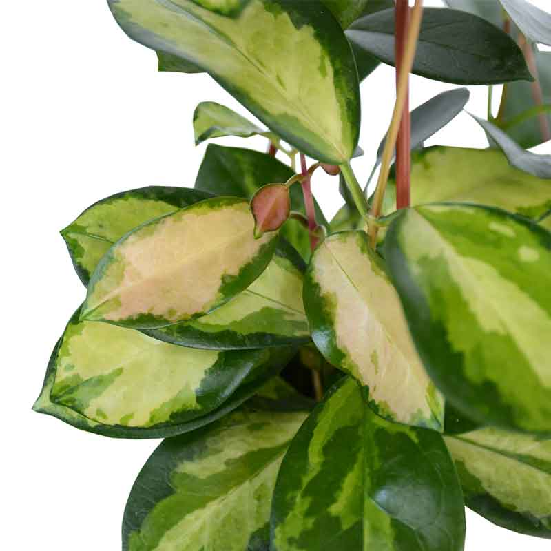 Hoya Australis variegated  | הויה אוסטרליס | hoya | plant on it | neta together plant | צמחי בית | משתלה אינטרנטית | משתלה אונליין